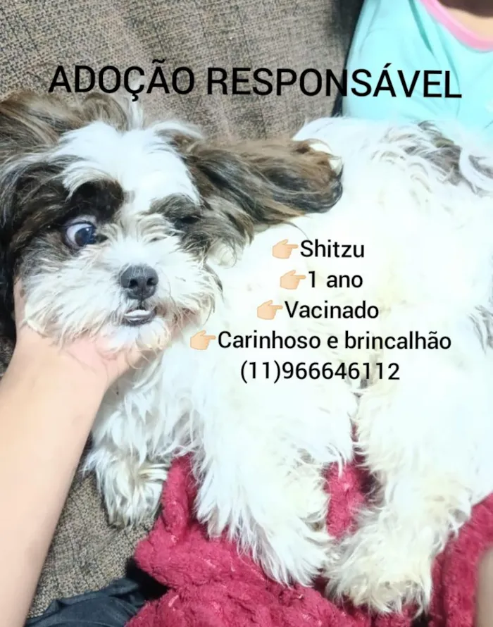 Cachorro raça Shitzu idade 1 ano nome zuzu