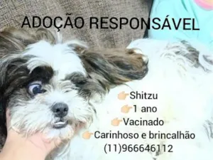 Cachorro raça Shitzu idade 1 ano nome Billy