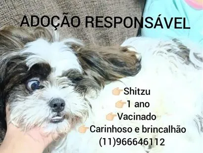 Cachorro raça Shitzu idade 1 ano nome zuzu