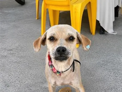 Cachorro raça SRD-ViraLata idade 7 a 11 meses nome Mel