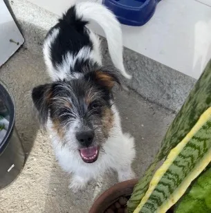Cachorro raça SRD-ViraLata idade 2 a 6 meses nome Ozzy