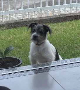 Cachorro raça SRD-ViraLata idade 2 a 6 meses nome Ozzy