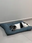 Ozzy
