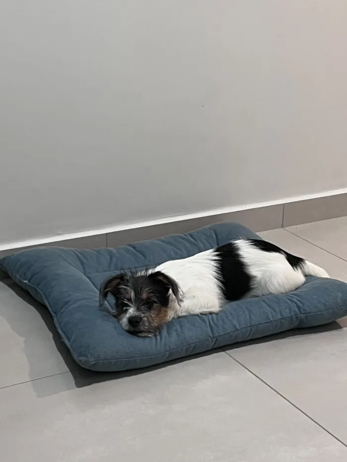 Cachorro raça SRD-ViraLata idade 2 a 6 meses nome Ozzy