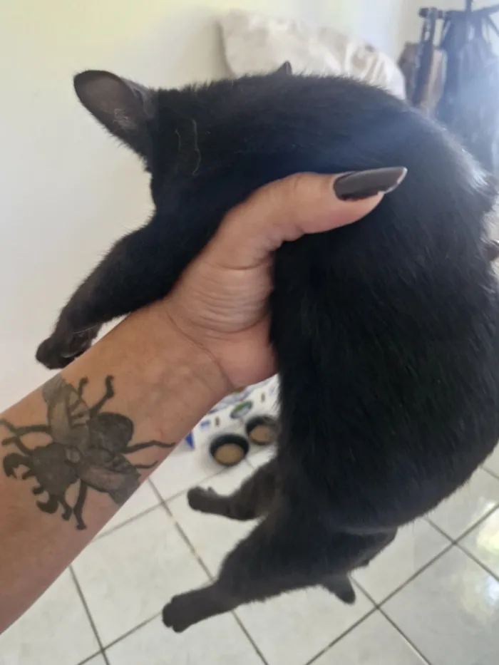 Gato raça SRD-ViraLata idade 2 a 6 meses nome Bruce
