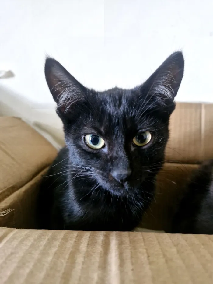 Gato raça SRD-ViraLata idade 2 a 6 meses nome Bruce