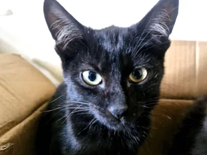 Gato raça SRD-ViraLata idade 2 a 6 meses nome Bruce