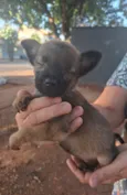 Nala