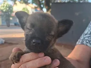 Cachorro raça SRD-ViraLata idade Abaixo de 2 meses nome Nala