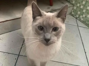 Gato raça Siamês idade 2 a 6 meses nome pulguinha