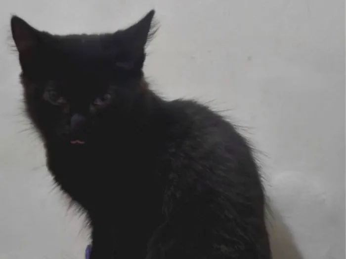 Gato raça SRD-ViraLata idade 2 a 6 meses nome Suga 
