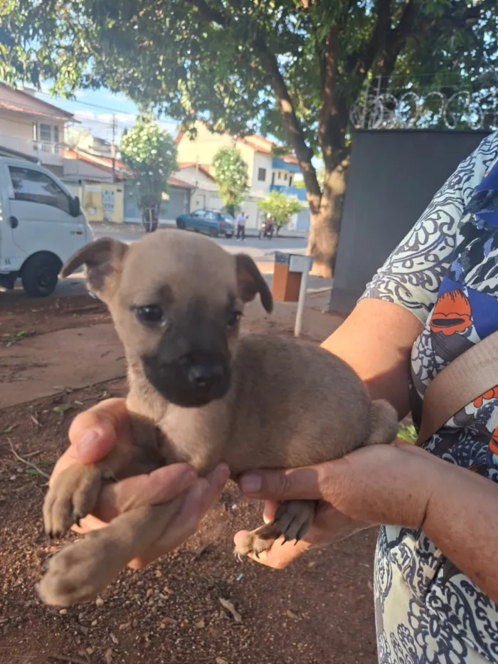 Cachorro raça SRD-ViraLata idade Abaixo de 2 meses nome Maya