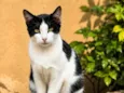 frajolinha