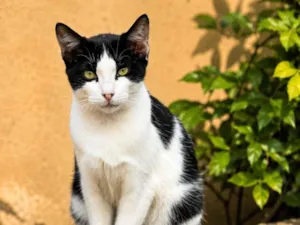 Gato raça SRD-ViraLata idade 1 ano nome frajolinha