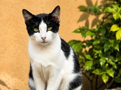 Gato raça SRD-ViraLata idade 1 ano nome frajolinha