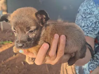 Cachorro raça SRD-ViraLata idade Abaixo de 2 meses nome Theo