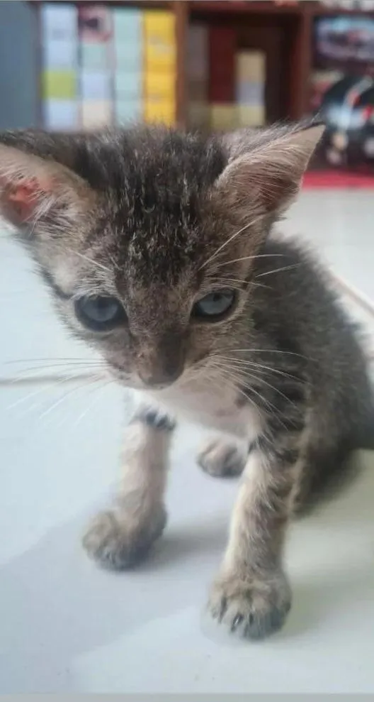 Gato raça SRD-ViraLata idade 2 a 6 meses nome Gatinho 