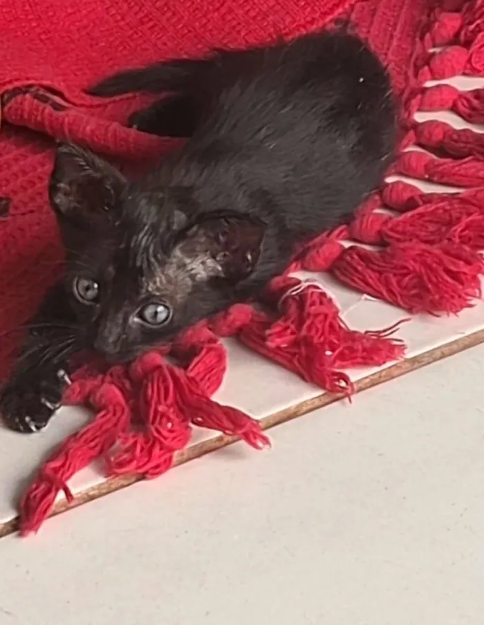 Gato raça SRD-ViraLata idade 2 a 6 meses nome Gatinho 