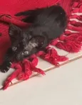 Gatinho
