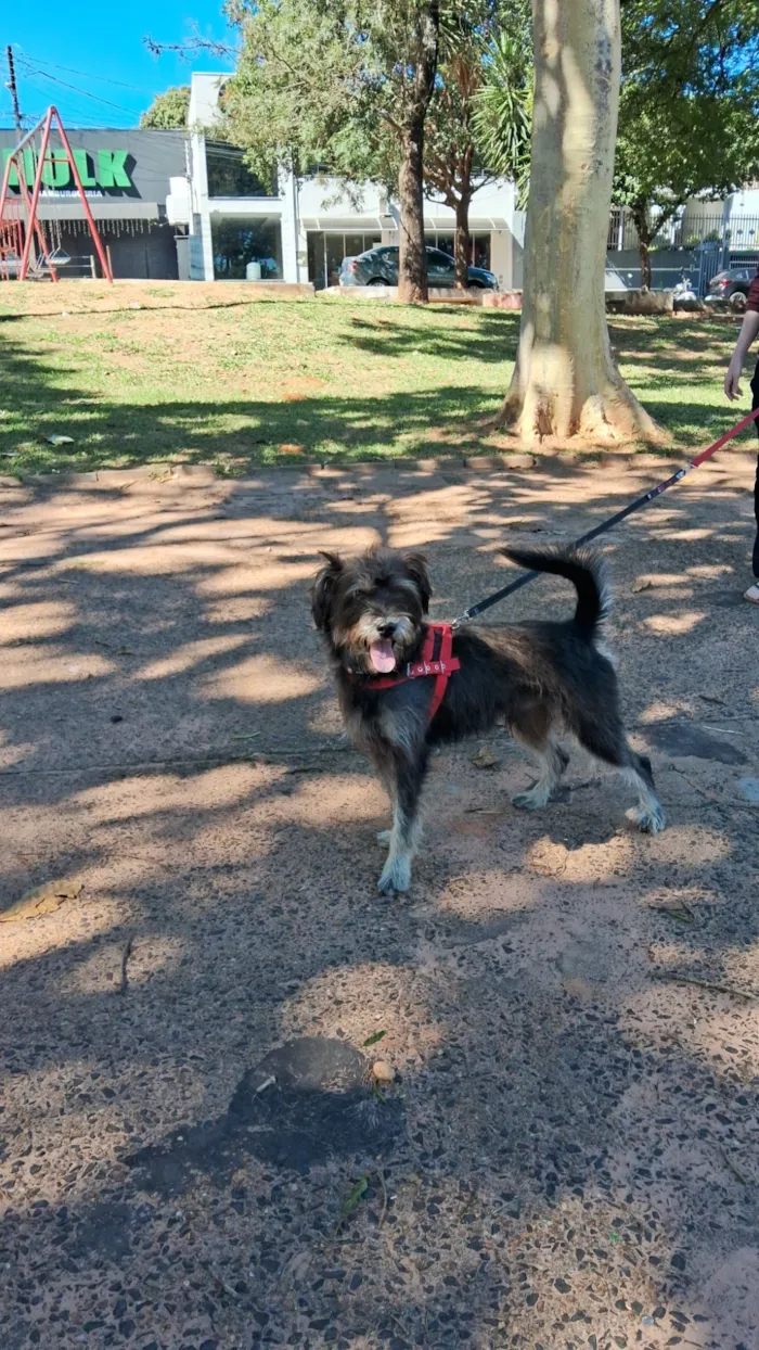 Cachorro raça SRD-ViraLata idade 2 anos nome Tommy