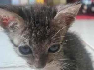 Gato raça SRD-ViraLata idade 2 a 6 meses nome Gatinho 