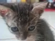 Gatinho