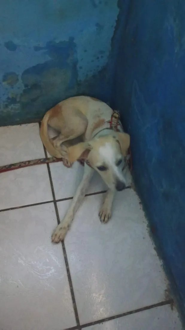 Cachorro raça SRD-ViraLata idade 2 a 6 meses nome jade