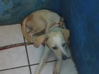 Cachorro raça SRD-ViraLata idade 2 a 6 meses nome jade