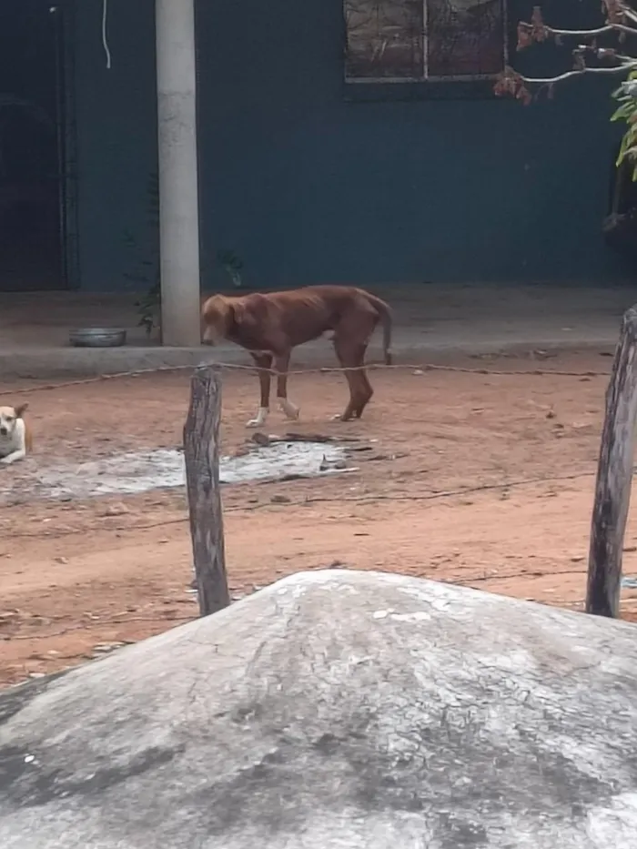 Cachorro raça SRD-ViraLata idade 2 anos nome não tem nome 