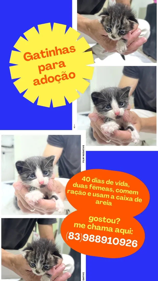 Gato raça SRD-ViraLata idade 2 a 6 meses nome Maya e Priscila 