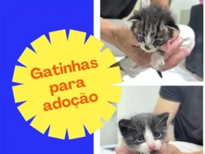 Gato raça SRD-ViraLata idade 2 a 6 meses nome Maya e Priscila 