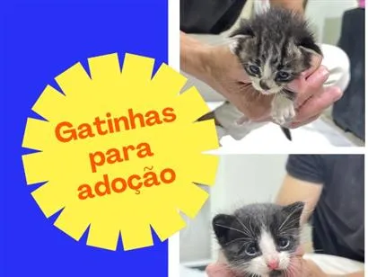 Gato raça SRD-ViraLata idade 2 a 6 meses nome Maya e Priscila 