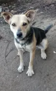 Dolly