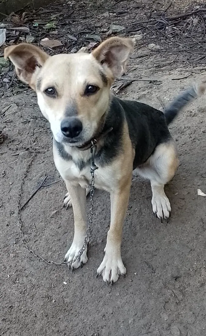 Cachorro raça SRD-ViraLata idade 2 anos nome Dolly