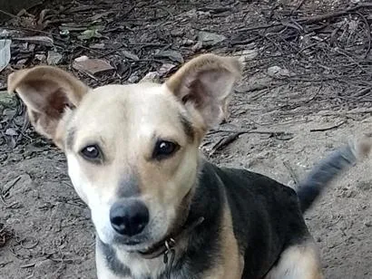 Cachorro raça SRD-ViraLata idade 2 anos nome Dolly