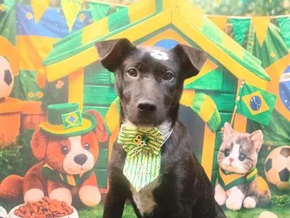 Cachorro raça SRD-ViraLata idade 2 a 6 meses nome Tostão 