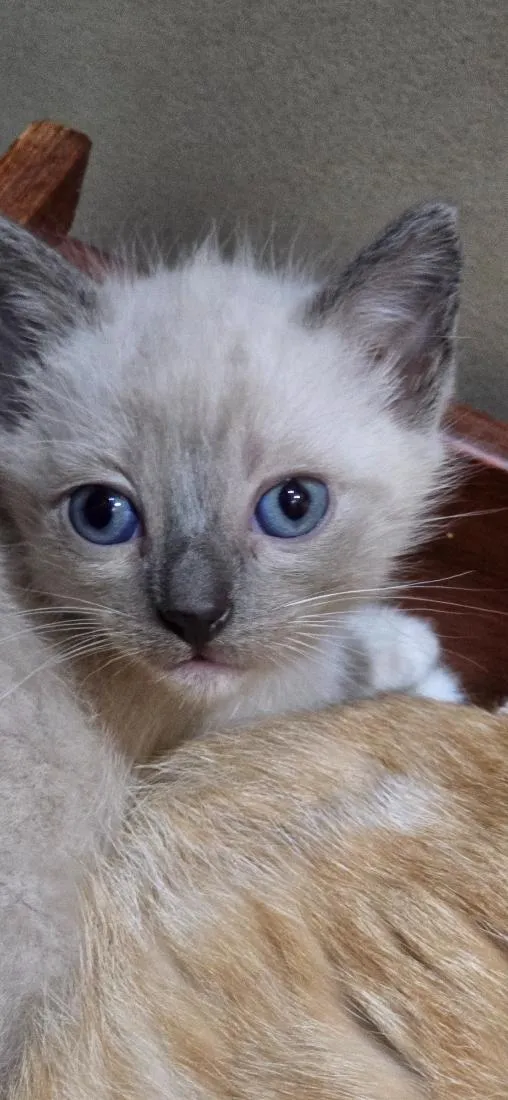 Gato raça SRD-ViraLata idade Abaixo de 2 meses nome Pompom