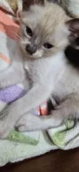 Pompom