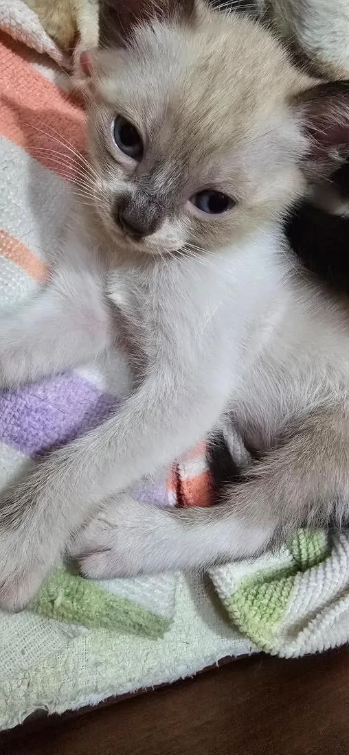 Gato raça SRD-ViraLata idade Abaixo de 2 meses nome Pompom