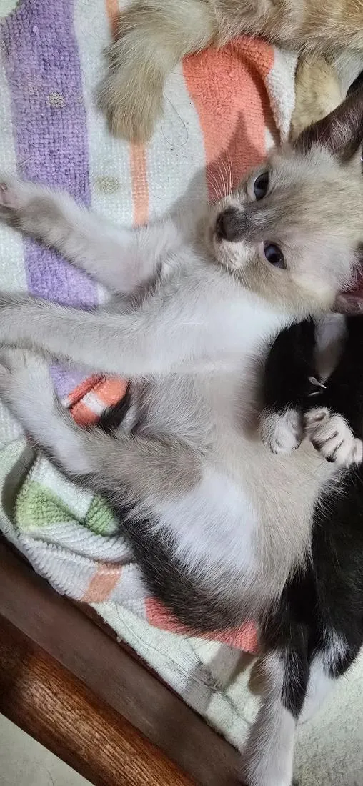 Gato raça SRD-ViraLata idade Abaixo de 2 meses nome Pompom