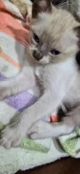 Pompom