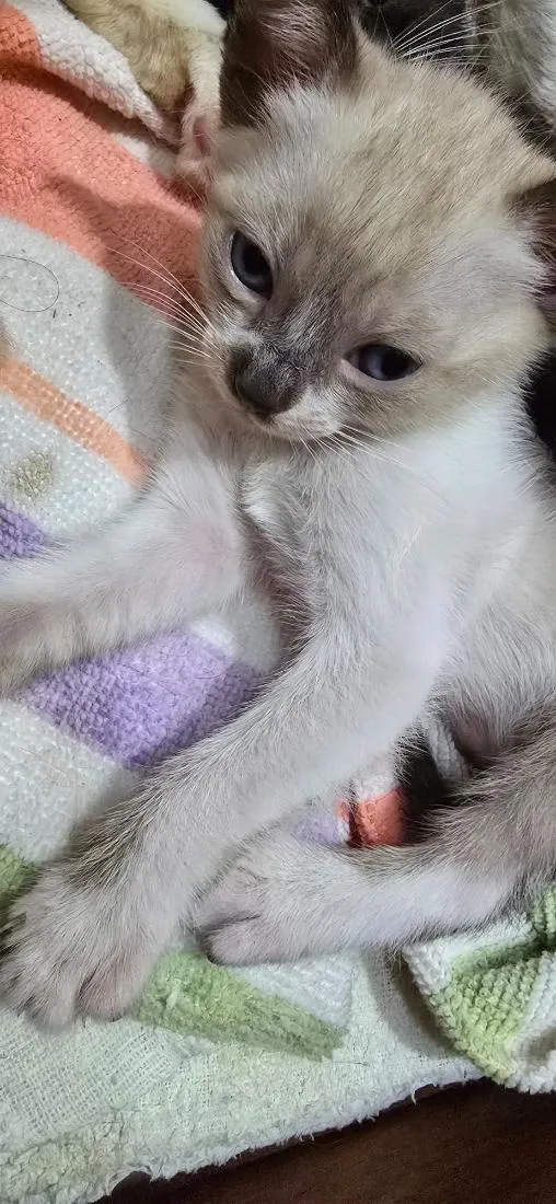 Gato raça SRD-ViraLata idade Abaixo de 2 meses nome Pompom