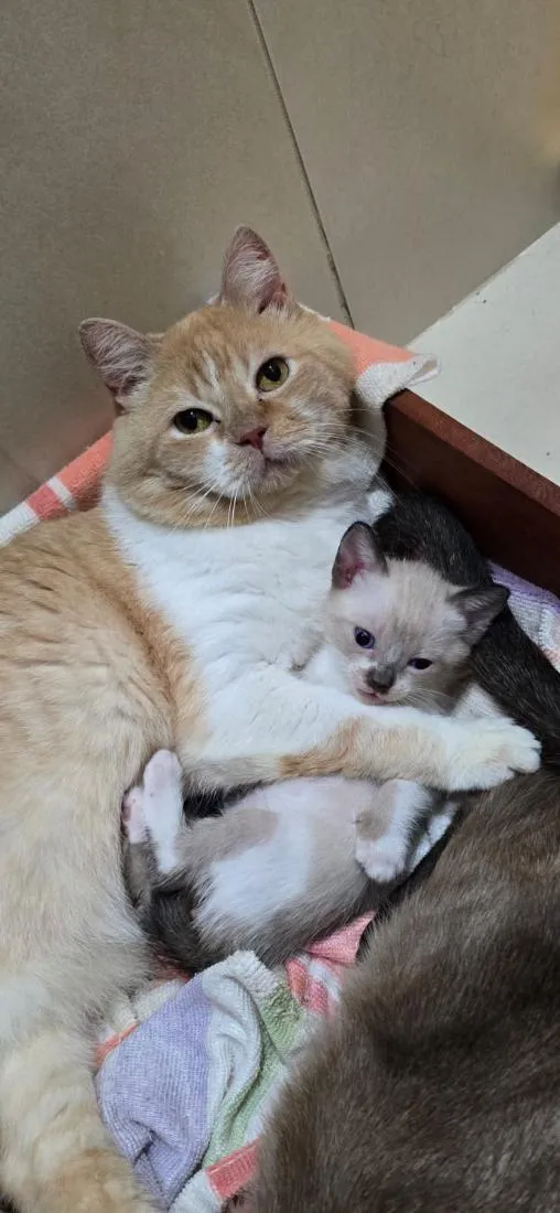 Gato raça SRD-ViraLata idade Abaixo de 2 meses nome Pompom
