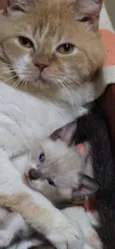 Pompom