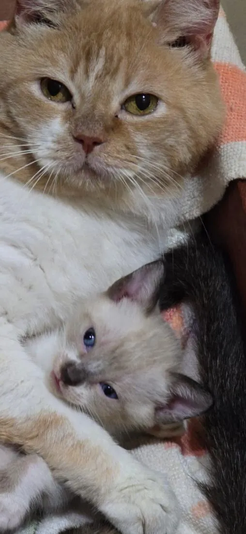 Gato raça SRD-ViraLata idade Abaixo de 2 meses nome Pompom