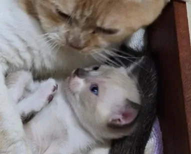 Gato raça SRD-ViraLata idade Abaixo de 2 meses nome Pompom