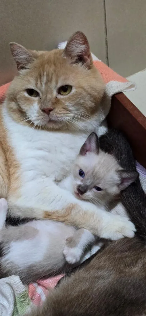 Gato raça SRD-ViraLata idade Abaixo de 2 meses nome Pompom