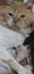 Pompom