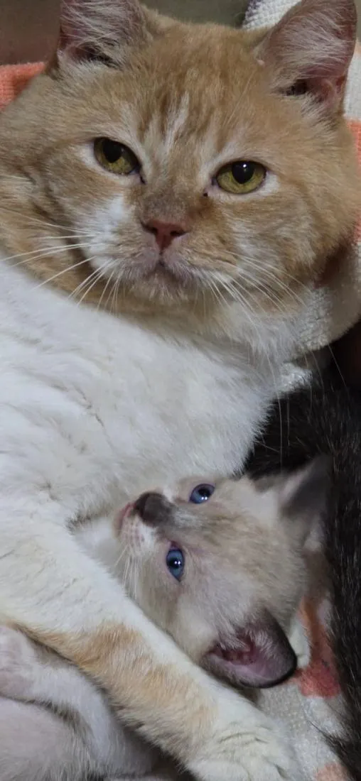 Gato raça SRD-ViraLata idade Abaixo de 2 meses nome Pompom