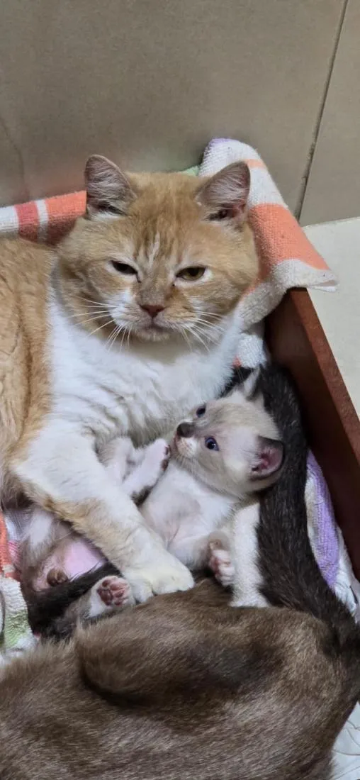 Gato raça SRD-ViraLata idade Abaixo de 2 meses nome Pompom